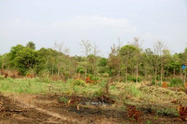 Yeşil ağaçlı tarım arazisi manzarası