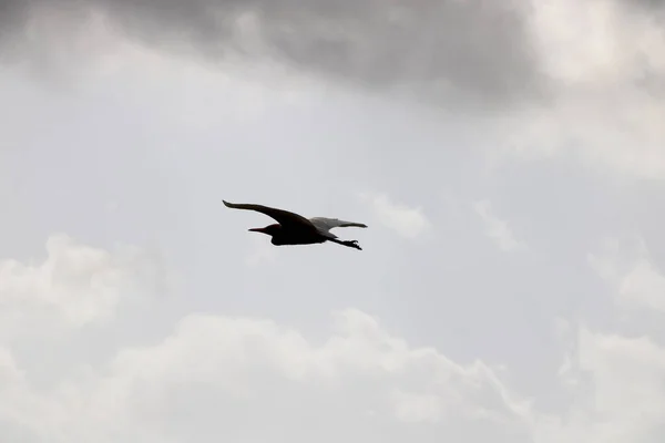 Crane Vliegt Hoog Blauwe Lucht — Stockfoto