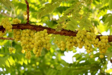 Güneşli bir günde ağaçta Bektaşi üzümü