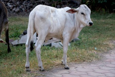 Topraktaki genç buzağının manzara manzarası