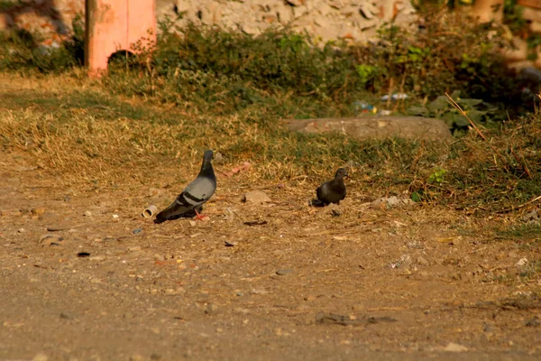 Domestic Pigeon Columbidae Sitting Ground — Stock Photo, Image