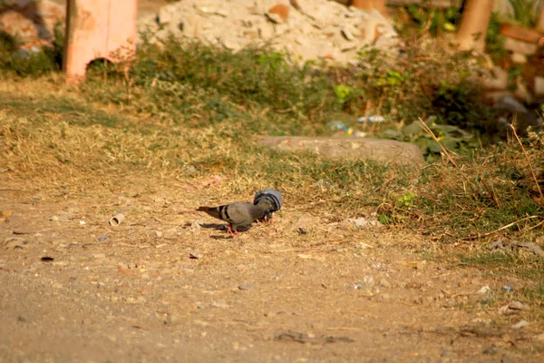 집비둘기 라비다 — 스톡 사진