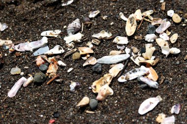 Sahildeki deniz kabuğunun portresi