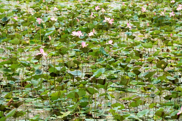 Pemandangan Pemandangan Danau Lotus India — Stok Foto