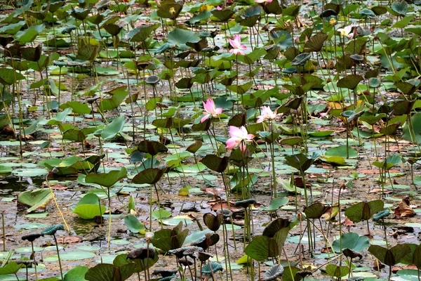 Paisagem Vista Lago Lotus Índia — Fotografia de Stock