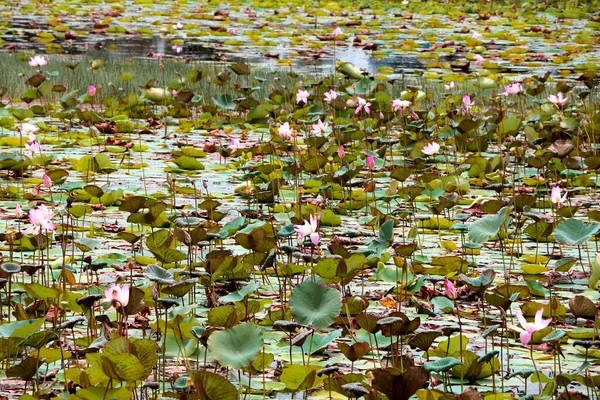 Vista Paesaggio Lago Lotus India — Foto Stock