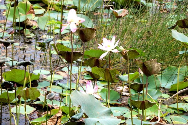 Landscape View Lake Lotus India — Stock Photo, Image