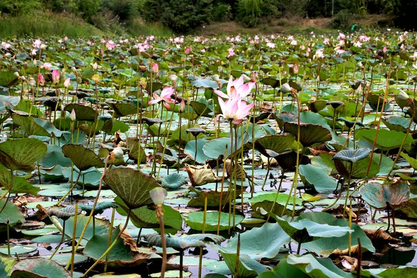 Landscape View Lake Lotus India — Stock Photo, Image