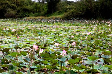 Lotus 'un (Hindistan) manzara manzaralı gölü)