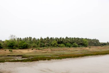 Nehir kenarındaki hindistan cevizi ağaçlarının manzara görüntüsü