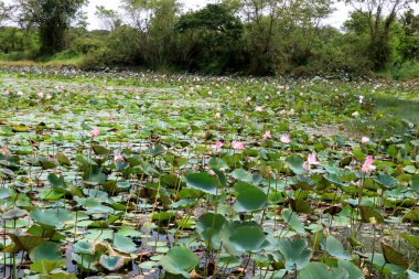 Lotus 'un (Hindistan) manzara manzaralı gölü)