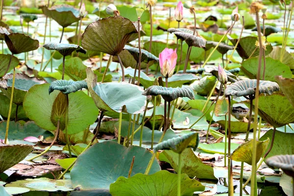 Pemandangan Pemandangan Danau Lotus India — Stok Foto