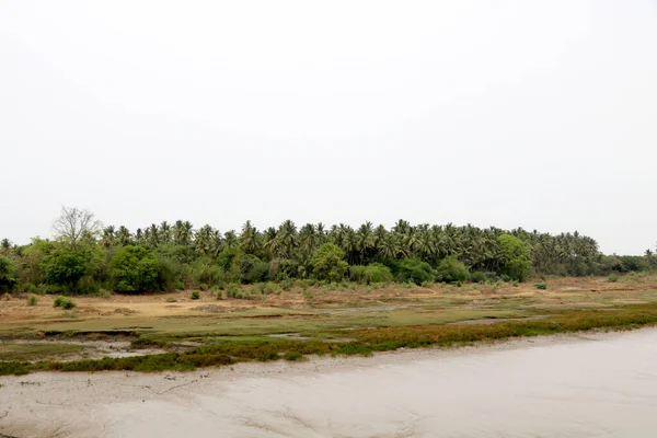 Nehir kenarındaki hindistan cevizi ağaçlarının manzara görüntüsü