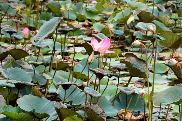 Landscape View Lake Lotus India — Stock Photo, Image