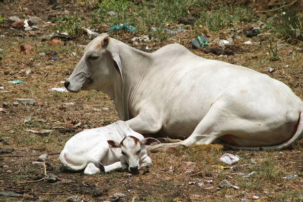 Novorozené Tele Odpočívající Matkou Krávou Zemi — Stock fotografie