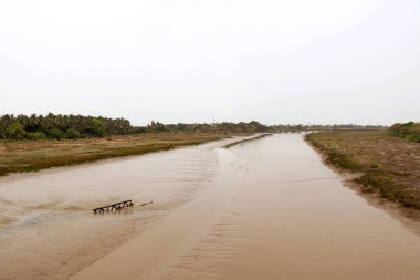 Nehir kenarındaki hindistan cevizi ağaçlarının manzara görüntüsü