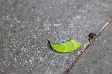 Yeşil tenli yeşil kurtçuk