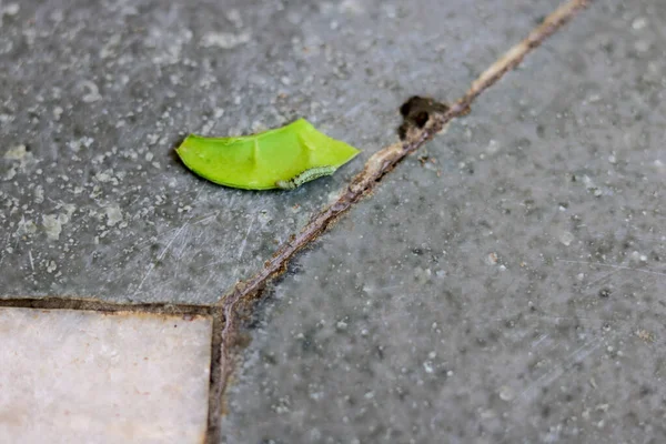 Yeşil tenli yeşil kurtçuk