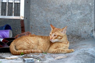 Altın kedi oturuyor ve bakıyor