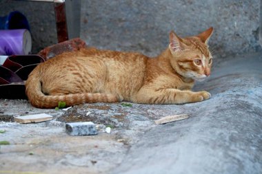 Altın kedi oturuyor ve bakıyor