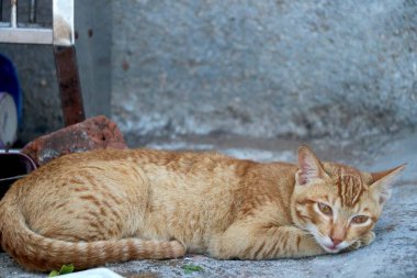 Altın kedi oturuyor ve bakıyor