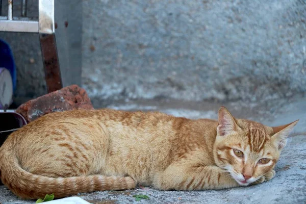 Golden Cat Sitting Looking — Stock Photo, Image