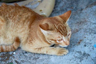 Altın kedi oturuyor ve bakıyor