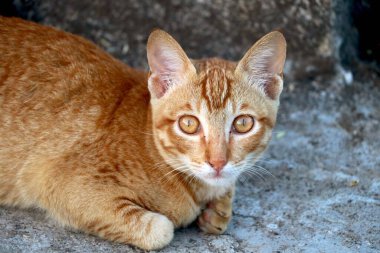 Altın kedi oturuyor ve bakıyor