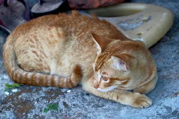 Altın kedi oturuyor ve bakıyor