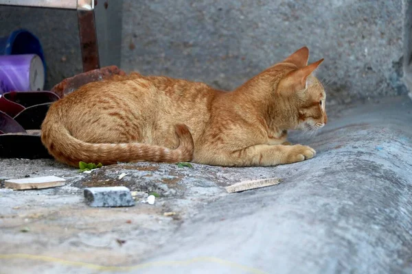 Χρυσή Γάτα Κάθεται Και Ψάχνει — Φωτογραφία Αρχείου