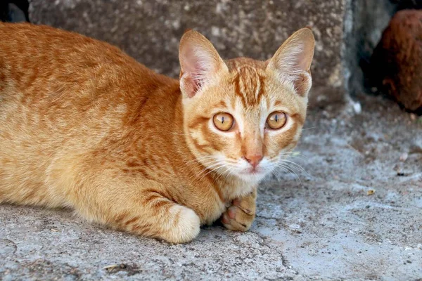 Golden Cat Sitting Looking — Stock Photo, Image