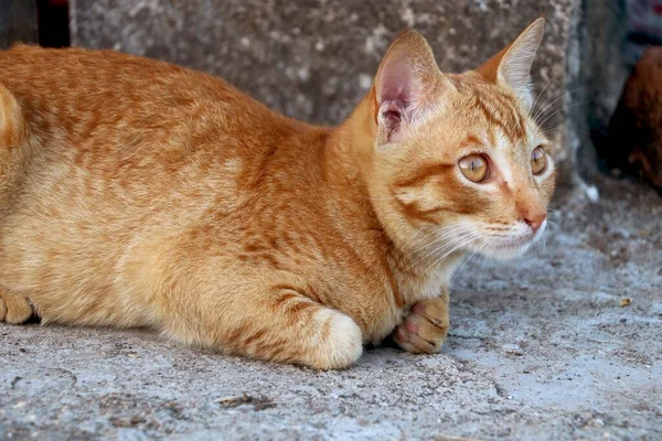 Altın kedi oturuyor ve bakıyor