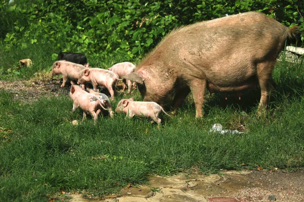 Asyalı evcil domuz yavrularını besliyor.