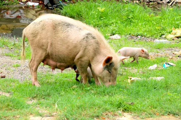 Asyalı evcil domuz yavrularını besliyor.