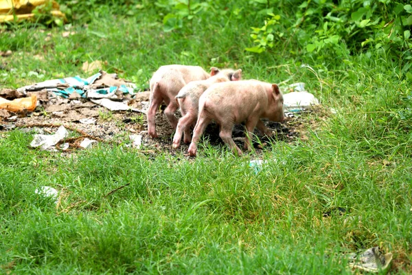 Leitão Selvagem Procura Comida Índia — Fotografia de Stock