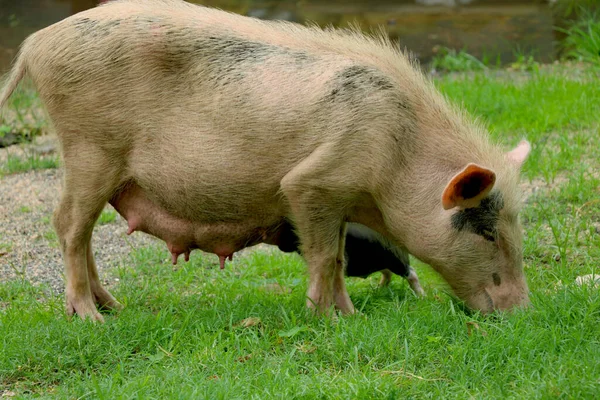 Asiático Porco Doméstico Está Alimentando Seus Leitões Jovens — Fotografia de Stock