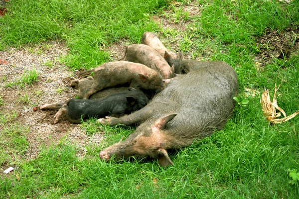 Asyalı evcil domuz yavrularını besliyor.