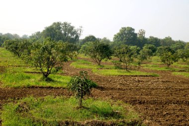 Genç mango ağacı ve yeni mango ağacı çiftliği