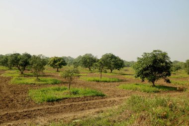 Genç mango ağacı ve yeni mango ağacı çiftliği