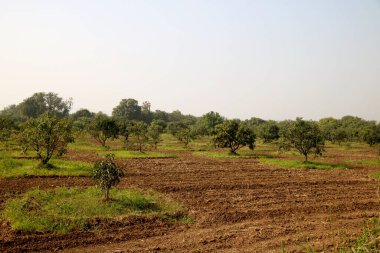 Genç mango ağacı ve yeni mango ağacı çiftliği