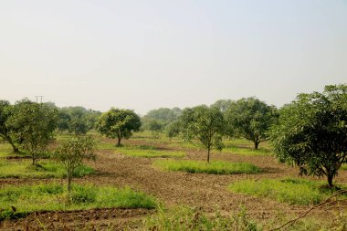 Genç mango ağacı ve yeni mango ağacı çiftliği