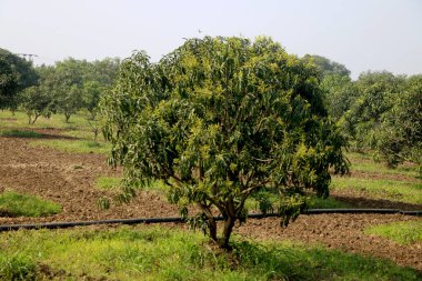 Genç mango ağacı ve yeni mango ağacı çiftliği