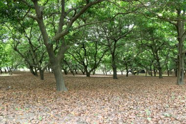 Hindistan 'da Sapodilla (chiku) (Chikoo) ağaç çiftliği