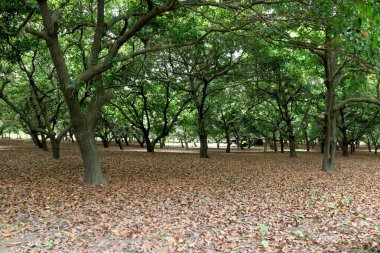 Hindistan 'da Sapodilla (chiku) (Chikoo) ağaç çiftliği
