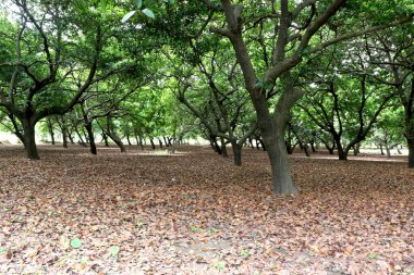 Hindistan 'da Sapodilla (chiku) (Chikoo) ağaç çiftliği