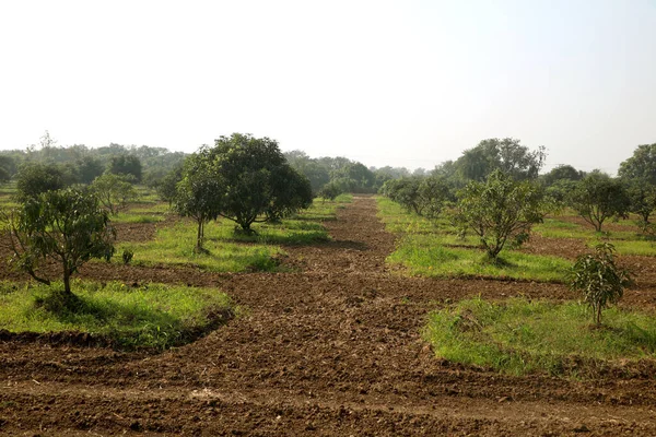 young mango tree and new mango tree plantation farm