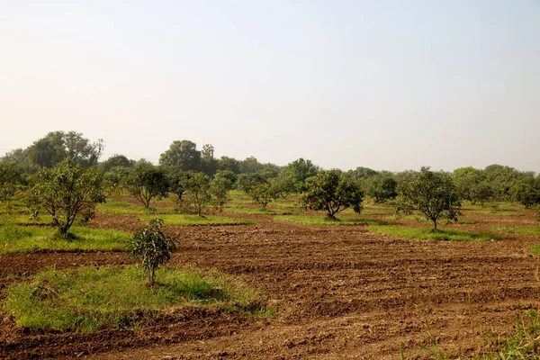 若いマンゴーの木と新しいマンゴーの木のプランテーション農場 — ストック写真