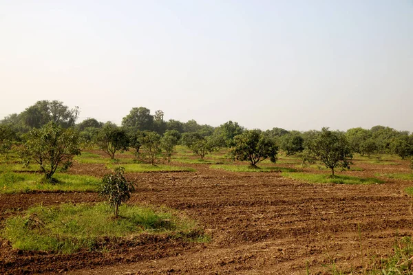 young mango tree and new mango tree plantation farm