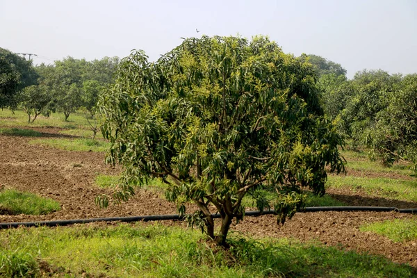 Genç mango ağacı ve yeni mango ağacı çiftliği