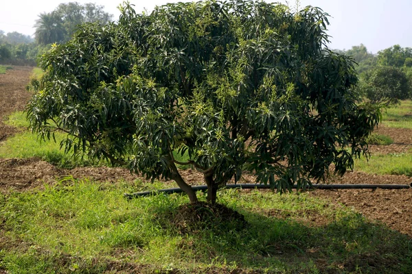 若いマンゴーの木と新しいマンゴーの木のプランテーション農場 — ストック写真